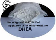 DHEA CAS 53-41-8 1- دواء الستيرويد Dehydroepiandrosterone متوسط ​​النقاء 99٪ مسحوق أبيض كمال الأجسام